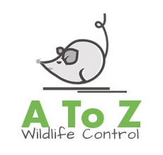 Dallas Fort Worth wildlife control